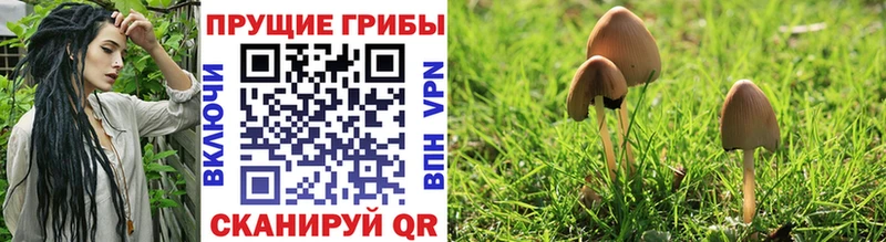 hydra   Фролово  Галлюциногенные грибы Magic Shrooms 